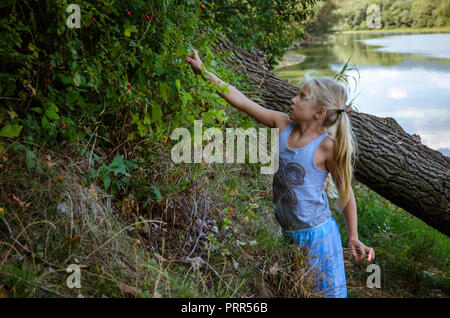 Little girl picking fruit briar dans la nature Banque D'Images