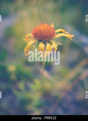 Image d'un accent peu profondes jaune Fleur Daisy mourante Banque D'Images