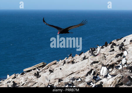 Urubu adultes, Cathartes aura, en vol au dessus de l'Île Saunders, Falklands Banque D'Images