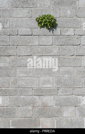 / Valériane rouge Centranthus ruber plante poussant sur un mur de béton. Isolé, l'isolement, la métaphore de la survie du plus fort, des plantes isolées. Banque D'Images