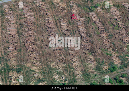 Les travaux forestiers, les arbres abattus se coucher sur le sol, la foresterie Sauerland, Rhénanie du Nord-Westphalie, Allemagne Banque D'Images