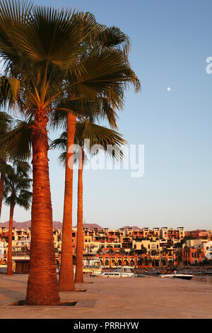 Palmiers dans le port, marina, Tala Bay Aqaba, Jordanie Banque D'Images