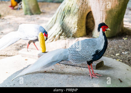 Homme faisan d'argent en captivité Banque D'Images