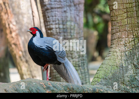 Homme faisan d'argent en captivité Banque D'Images