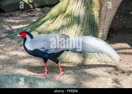 Homme faisan d'argent en captivité Banque D'Images