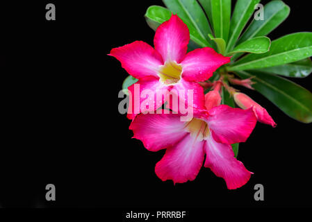 Desert Rose isolé sur fond noir Banque D'Images