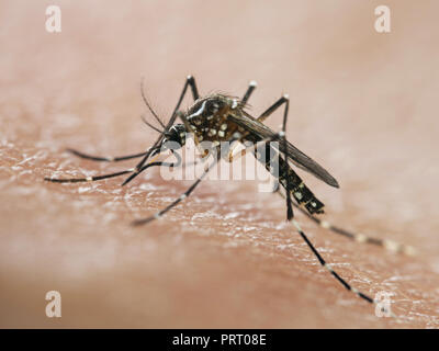 Moustique Aedes aegypti (da dengue) mordre la peau humaine, macro détaillée en vue latérale. Vecteur de la dengue, la fièvre jaune et zika virus. Banque D'Images