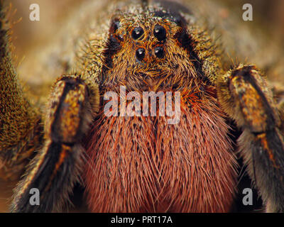 L'errance du Brésil (araignée Phoneutria) face portrait macro montrant les yeux et les crocs rouges (chélicères). Depuis le sud-est du Brésil. Banque D'Images