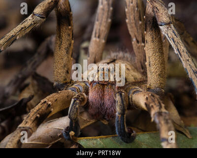 Phoneutria masculins (errance brésilien armadeira / araignée araignée venimeuse), sur le sol des forêts montrant le visage d'araignées, depuis le sud-est du Brésil. Banque D'Images