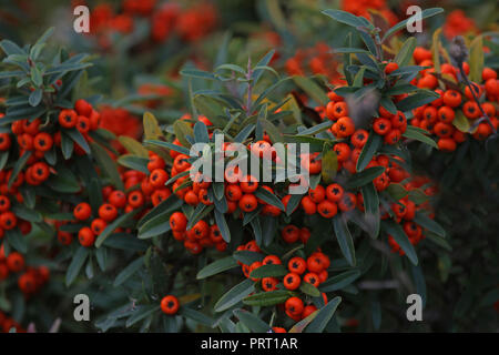 Pyracantha ou multi plante avec baies rouge vif ou en automne ou pommes d'automne en Italie relatifs à : cotoneaster et de la famille des rosacées Banque D'Images