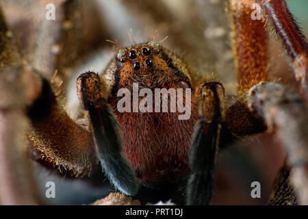 L'errance du Brésil (araignée Phoneutria aranha, armadeira) face frontale montrant l'araignée yeux macro, portrait détaillé. Araignée venimeuse du Brésil. Banque D'Images