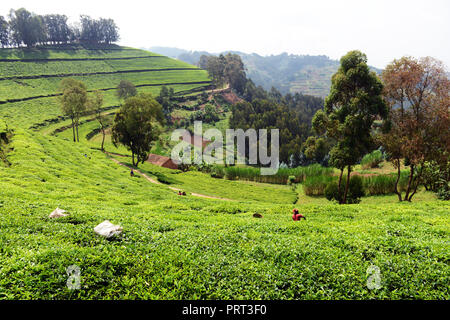 Les plantations de thé dans le nord-ouest du Rwanda. Banque D'Images