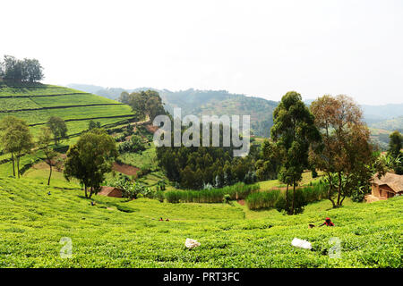 Les plantations de thé dans le nord-ouest du Rwanda. Banque D'Images