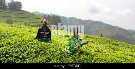 Les plantations de thé dans le nord-ouest du Rwanda. Banque D'Images