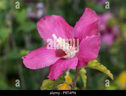 Hibiscus syriacus 'Woodbridge' (AKA Rose de Sharon 'Woodbridge', mauve rose trémière) arbre, arbuste à feuilles caduques à la verticale avec des fleurs roses, à l'automne, UK Banque D'Images