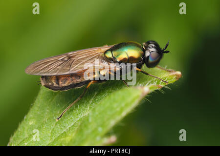 Soldierfly Centurian large (Chloromyia formosa) perché sur la renoncule rampante. Tipperary, Irlande Banque D'Images