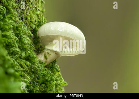 Oudemansiella mucida porcelaine (champignon) croissant sur tronc de hêtre. Tipperary, Irlande Banque D'Images