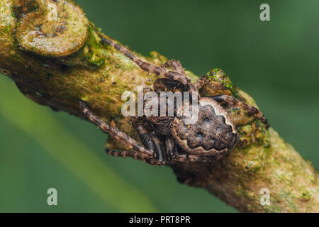 Noyer-Orb weaver araignée sur branche d'arbre. Tipperary, Irlande Banque D'Images