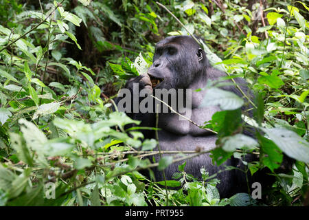 Gorille des plaines de l'Est, Gorilla beringei beringei, Bukavu, République démocratique du Congo, le 15 juillet 2018. (CTK Photo/Ondrej Zaruba) Banque D'Images