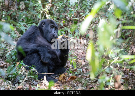 Gorille des plaines de l'Est, Gorilla beringei beringei, Bukavu, République démocratique du Congo, le 15 juillet 2018. (CTK Photo/Ondrej Zaruba) Banque D'Images