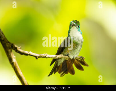 Colibri émeraude à dominante blanche, Amazilia brevirostris, se prêtant avec sa queue évasée tout en regardant l'appareil photo. Banque D'Images