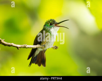 Colibri blanc d'Émeraude, Amazilia brevirostris, qui gazouillis sur une branche Banque D'Images