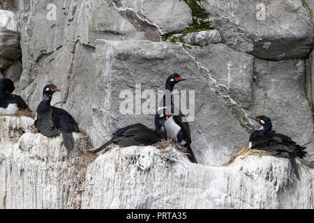 Rock adulte cormorans, Phalacrocorax magellanicus, sur l'élevage saillie rocheuse près de Gipsy Cove, East Island, Îles Malouines Banque D'Images