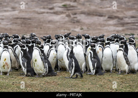 Les manchots de Magellan, Spheniscus magellanicus, colonie de reproduction sur l'île de la carcasse, Falklands Banque D'Images