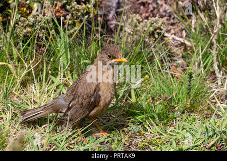 Falkland adultes grive, Turdus falklandii falklandii, dans Gypsey Cove, East Island, Îles Malouines Banque D'Images