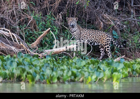 Un adulte jaguar, Panthera onca, dans la jungle le long du Rio Cuiabá, Mato Grosso, Brésil. Banque D'Images