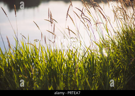 L'herbe verte avec une rivière d'eau de l'étang et insectes volants sur l'arrière-plan à tôt le matin Banque D'Images