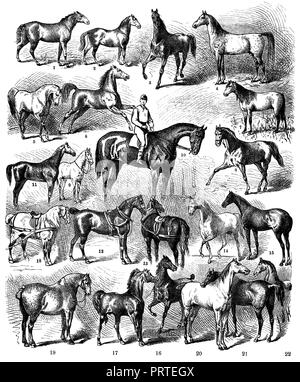 Les courses de chevaux. 1) Tarpan, 2), 3) Turkmainatti Tangus (arabes), 4) Tajar (arabes), 5) Les Marocains, 6) Circassiens, 7) Steppe russe cheval, 8) Russe Harttraber, 9), 10) Moldave La race de chevaux de pur-sang anglais (), 11) Anglais cheval de chasse (Hunter), 12) English Transport Horse (Cleveland), 13) Punch Suffolk (Angleterre), 14) Arabes, 15) Limousin (France), 16) Mellerand (France), 17) Cotentin (France ), 18) percheron, 19) Boulogne, 20) de l'Alt-Ivenacker Mecklenburg stud., 21) chevaux de Prusse (famille de Roderich et Rufus), Banque D'Images