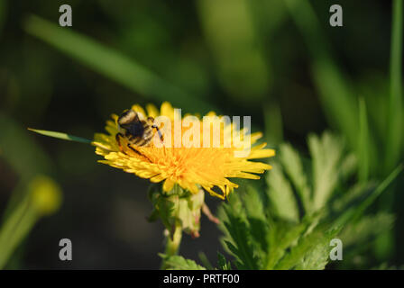 Abeille sur la fleur de pissenlit orange. avec copyspace Banque D'Images