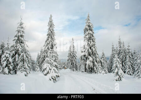 Paysage d'hiver avec la neige a couvert de sapins. Concept de carte postale de Noël Banque D'Images