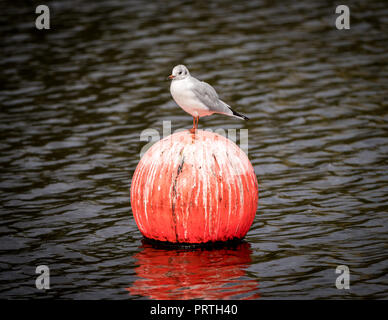 Mouette à tête noire sur bouée dans le lac de Cheshire, Royaume-Uni Banque D'Images