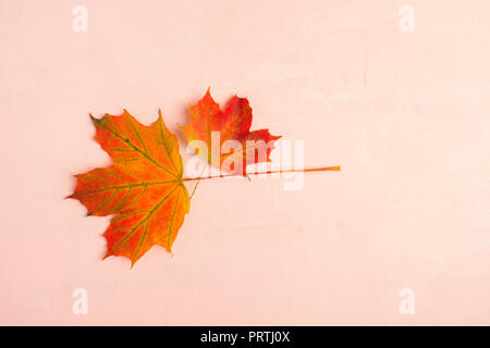 Deux feuilles d'érable colorées sur fond rose avec copie espace télévision, style laïcs Banque D'Images
