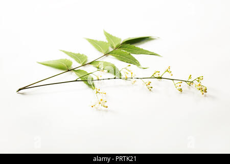 Des feuilles de neem neem médicinales avec fleurs sur fond blanc Banque D'Images