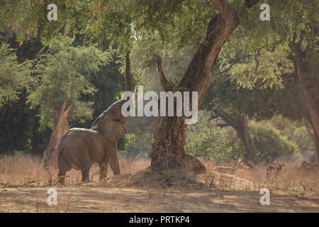 Elephant (Loxodonta africana), Mana Pools, Zimbabwe Banque D'Images