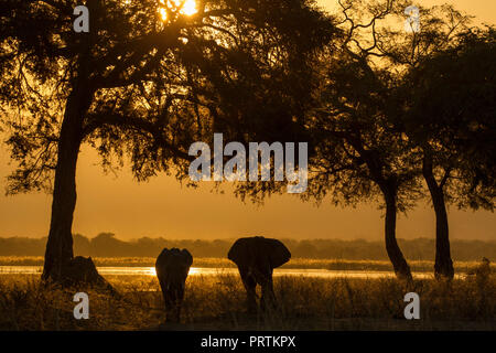 L'éléphant et le mollet (Loxodonta africana), Zambèze, Zimbabwe Banque D'Images