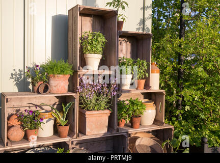 Petit jardin avec de vieilles pots de plantes en terre cuite plantés d'herbes, sauge, menthe, basilic, alto camomille, Affiché dans de vieilles caisses de pommes en bois, été Royaume-Uni Banque D'Images