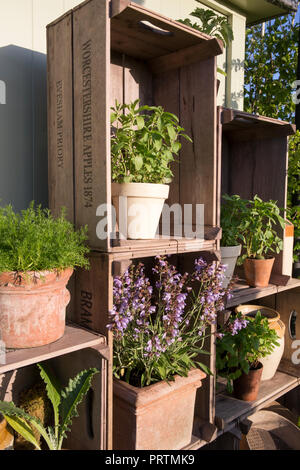 Petit jardin avec de vieilles pots de plantes en terre cuite plantés d'herbes, sauge, menthe, basilic, alto camomille, Affiché dans de vieilles caisses de pommes en bois, été Royaume-Uni Banque D'Images