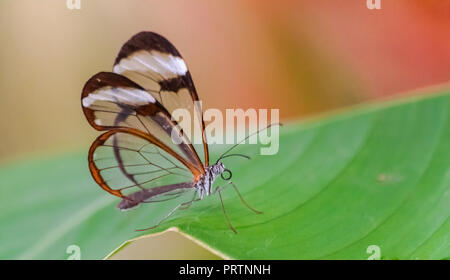 Greta oto butterfly reposant sur une feuille verte avec fond coloré Banque D'Images