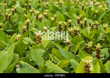 Le curcuma est un genre d'environ 100 espèces reconnues dans la famille Zingiberaceae qui contient des espèces telles que le curcuma et le Siam Tulip. Banque D'Images