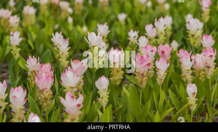 Le curcuma est un genre d'environ 100 espèces reconnues dans la famille Zingiberaceae qui contient des espèces telles que le curcuma et le Siam Tulip. Banque D'Images