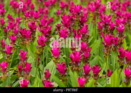 Le curcuma est un genre d'environ 100 espèces reconnues dans la famille Zingiberaceae qui contient des espèces telles que le curcuma et le Siam Tulip. Banque D'Images