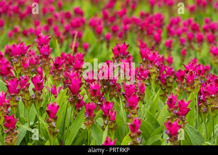 Le curcuma est un genre d'environ 100 espèces reconnues dans la famille Zingiberaceae qui contient des espèces telles que le curcuma et le Siam Tulip. Banque D'Images