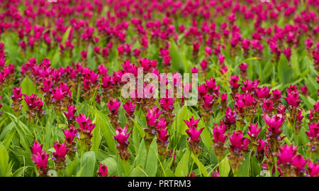 Le curcuma est un genre d'environ 100 espèces reconnues dans la famille Zingiberaceae qui contient des espèces telles que le curcuma et le Siam Tulip. Banque D'Images