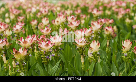 Le curcuma est un genre d'environ 100 espèces reconnues dans la famille Zingiberaceae qui contient des espèces telles que le curcuma et le Siam Tulip. Banque D'Images