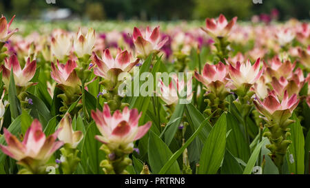 Le curcuma est un genre d'environ 100 espèces reconnues dans la famille Zingiberaceae qui contient des espèces telles que le curcuma et le Siam Tulip. Banque D'Images