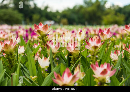 Le curcuma est un genre d'environ 100 espèces reconnues dans la famille Zingiberaceae qui contient des espèces telles que le curcuma et le Siam Tulip. Banque D'Images